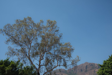 Natural View Vegetation And Rocks in Tepoztlan Mexico