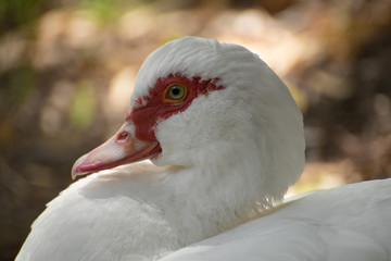 Close up of a duck in the park