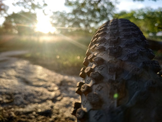 Tires of a bicycle that was in a park