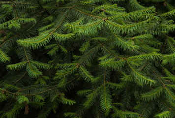 Fototapeta na wymiar Pine tree close up texture, Pine pollen is involved in moving plant matter between terrestrial and aquatic ecosystems, Pine pollen may play an important role