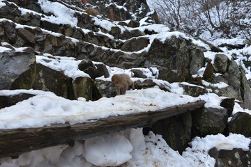 長野県　地獄谷野猿公苑の日本猿