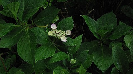 the beginning of the blooming of pink hydrangea buds