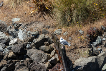 seagull sitting on wooden perch near stone barrier at a marina