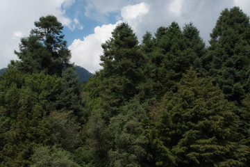 Fototapeta na wymiar Pine forest of Temoaya Mexico