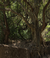 Fototapeta na wymiar Big tree photograph , Tepoztlan Mexico