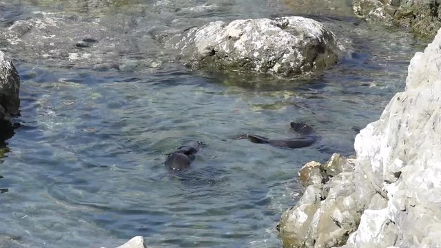 A group of New Zealand fur seal pup, or kekeno, playing with a piece of seaweed in a rock pool at the Ohau Stream Lookout, New Zealand.