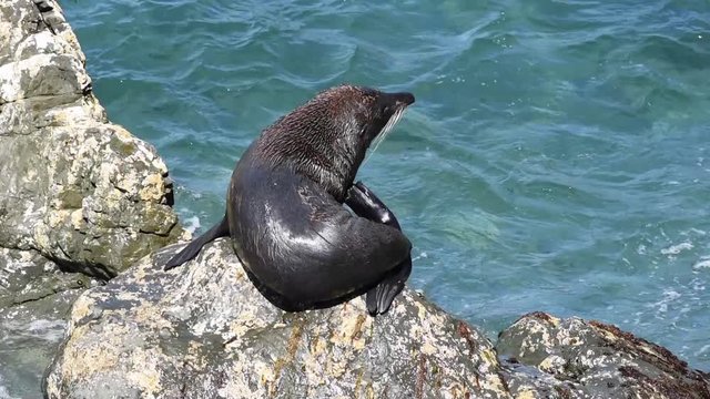 A bull New Zealand fur seal, or kekeno, sitting on the rocks and scratching, at the ocean edge at the Ohau Stream Lookout, New Zealand.
