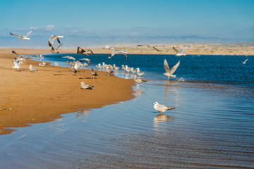 Fototapeta na wymiar Flock of seagulls on the beach, California coastline, Guadalupe-Nipomo Dunes National Wildlife reserve