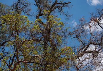Natural View Vegetation And Rocks in Tepoztlan Mexico