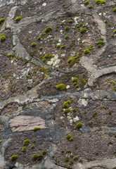 wet and mossy stairs, walls texture from Otomi ceremonial center in Mexico