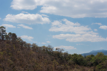Natural View Vegetation And Rocks in Tepoztlan Mexico
