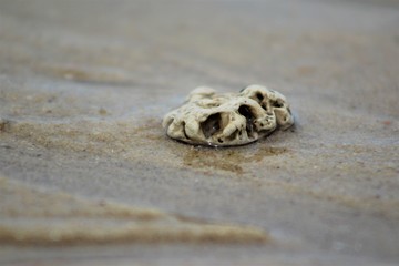 hermit crab on the beach