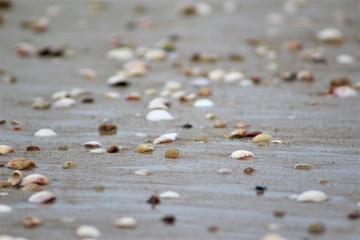 shells on the beach