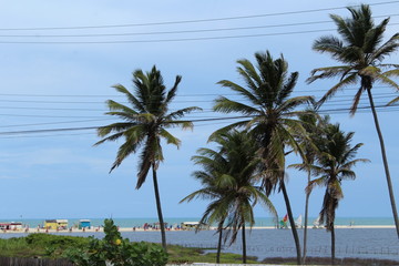 palm trees on the beach