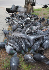 Fototapeta premium a flock of birds pigeons in the city the inhabitants collect food from the ground spread the infection