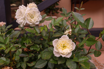 roses plant