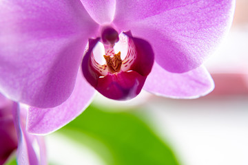 Beautiful pink orchid on a black background.