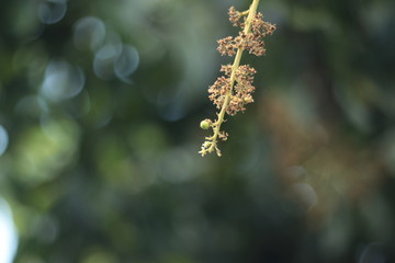 Flowers of mango tree