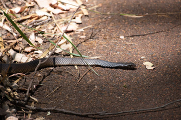 snake