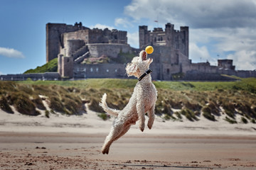 Miniature Poodle Pedigree Dog Jumping to catch ball on beach with Bamburgh Castle in the back...