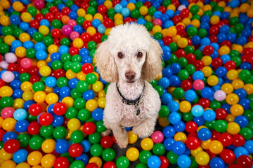 Miniature Poodle - Dog in a colourful ball pool