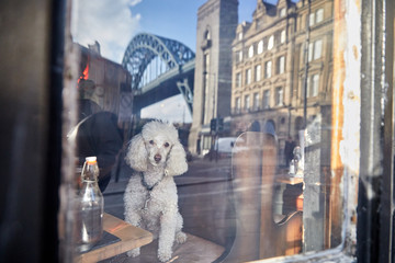 Miniature poodle dog in pub window with view of the Newcastle upon tyne bridge reflection in background on Sandhill