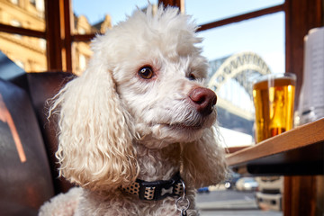 Miniature poodle pet dog in Newcastle upon tyne pub window with view of tyne bridge and pint of beer in the background - obrazy, fototapety, plakaty