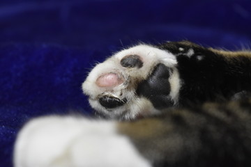 cat paw