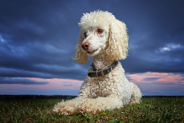 Miniature Poodle Dog sitting on a hilltop. Epic Sunrise background in magazine cover style hero image. -Space for Copy / Text