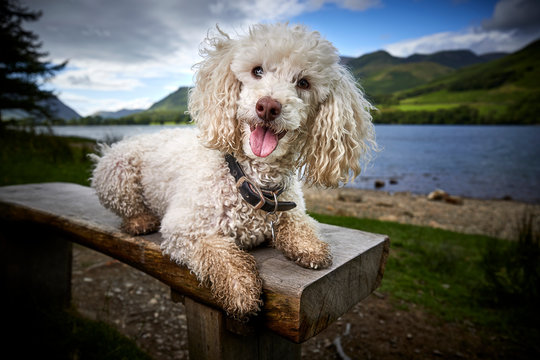 Miniature Poodle Pedigree Dog sitting on a bench on the side of lake windermere looking straight into the camera - Great hero image for promoting the Lake District to Dog lovers, campers and hikers.