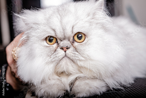 Chat Persan Wall Mural Wallpaper Murals Wallsheaven Webinart