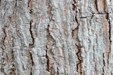 Tree bark texture background.