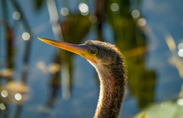 This macro portrait is of an anhinga bird's head with a swamp wetland landscape scene in the...