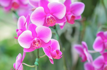 Beautiful pink orchid flower in the garden