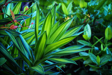 Green leaves of tropical forest plant for nature pattern and background