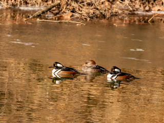 Hooded merganser  2 males and a female  late winter
