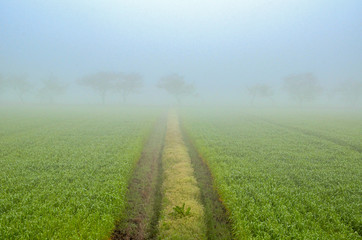 霧の日の田園風景