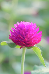 Amaranth. Purple flower in the garden. Nature background