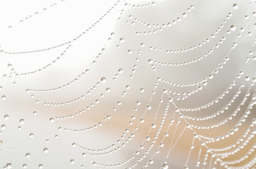 蜘蛛の巣についた水滴