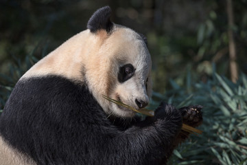 Panda Bear Eating Bamboo, Bifengxia Panda Reserve in Ya'an Sichuan Province, China. Panda 