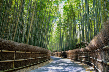 京都　竹の径