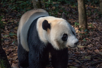 Front View of Panda Bear 