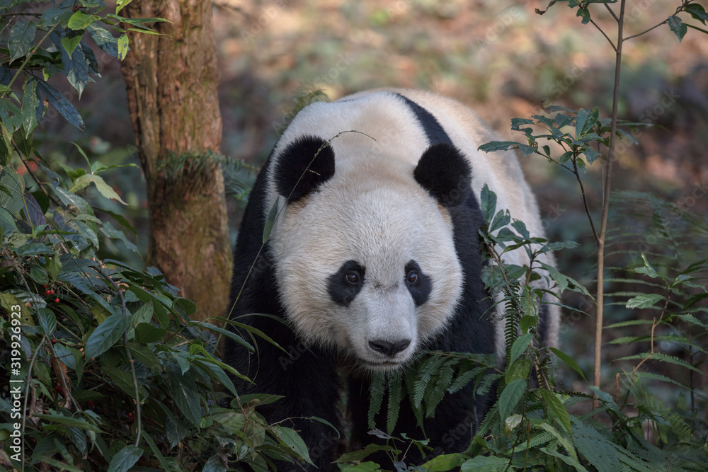 Wall mural front view of panda bear 