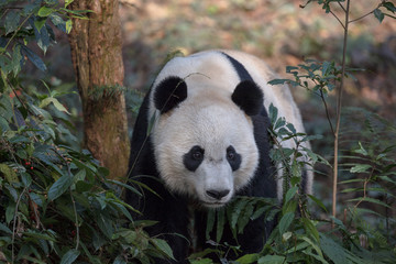 Obraz premium Front View of Panda Bear 