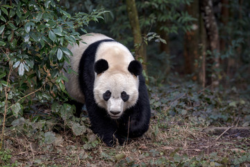 Fototapeta premium Front View of Panda Bear 