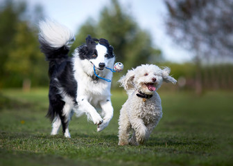 Miniature Poodle playing with working sheep dog border collie. Jumping, running and being happy playing fetch.