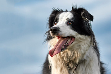Handsome Border Collie Pure Breed Sheep Dog Happy on a Sunny Summer Day Blue Sky. Magazine and Website image with space for Text.
