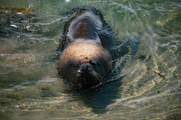 seal in water