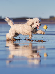 Miniature Poodle - Dog playing, Running  and jumping on british beach. Trying to catch yellow ball in the air - Portrait orientation action shot. Nice blue sky.