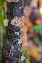 Bitter oyster mushrooms (Panellus stipticus) growing on a tree branch